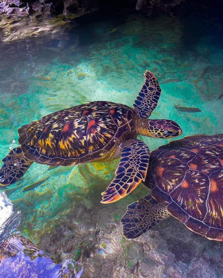 Honzo pomalu pomalu gallery 15