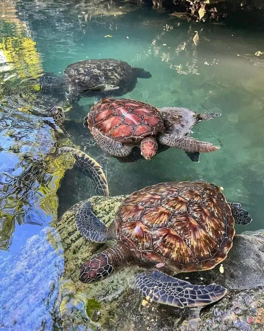 Honzo pomalu pomalu gallery 19