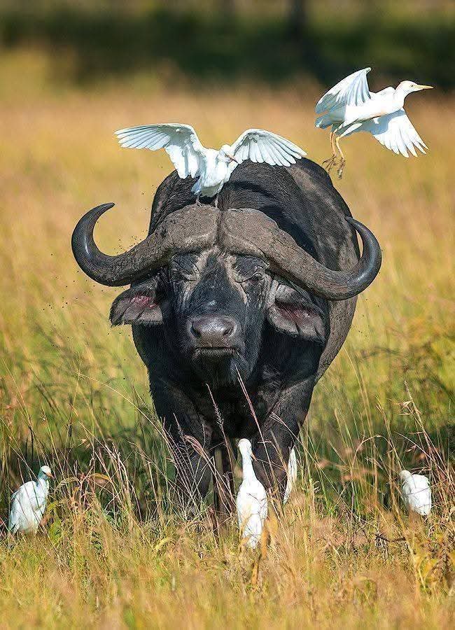 chagua tour and safari gallery 17